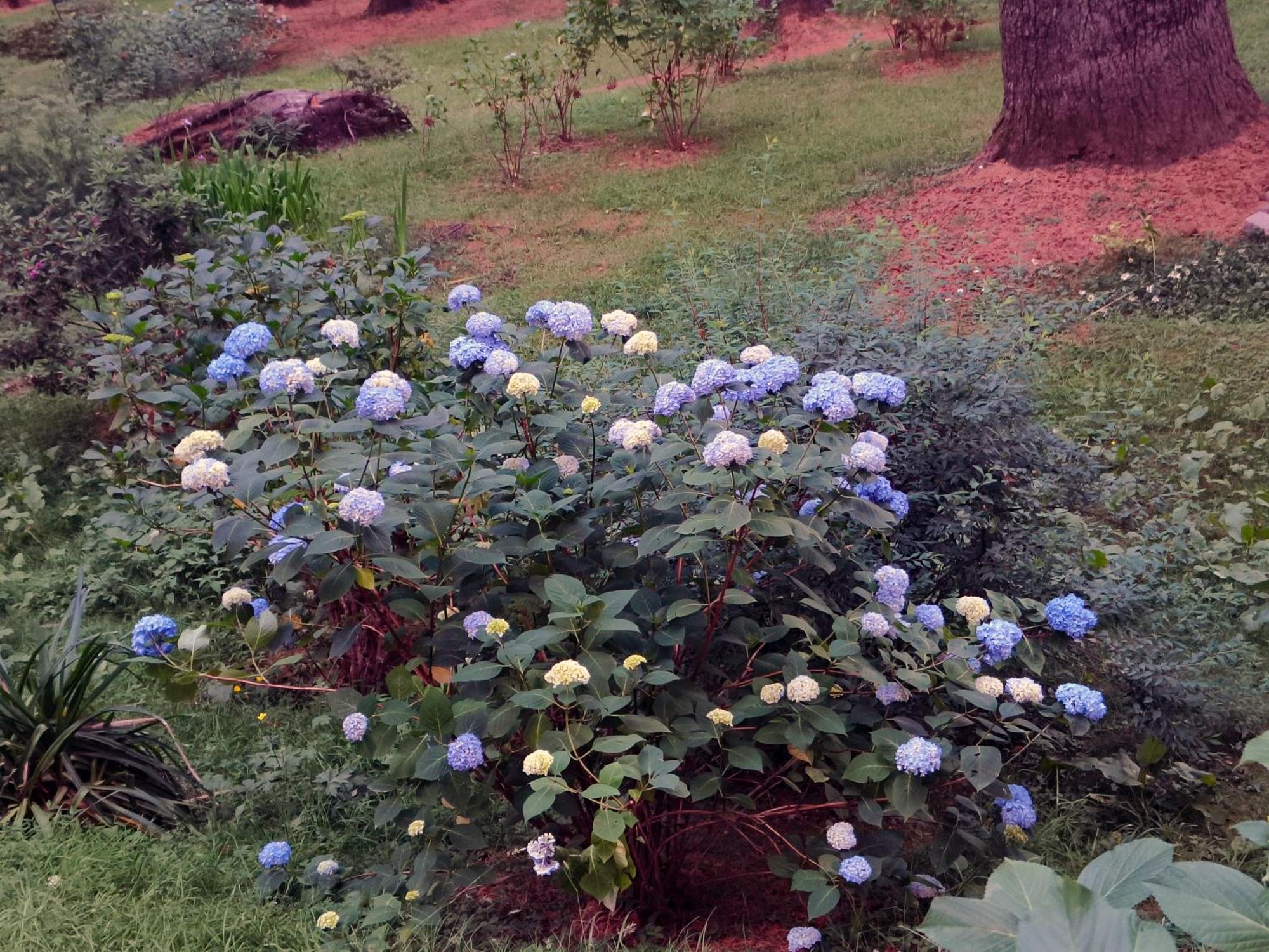 Melody Orchard Cottage Jagatsukh Exterior photo